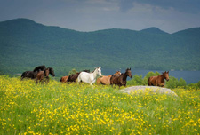 USA-Vermont-Green Mountain Getaway